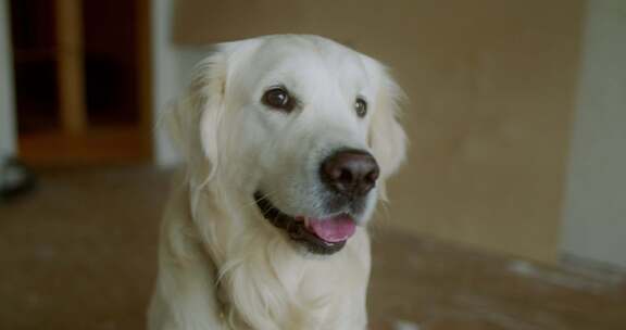 室内拍摄的金毛犬特写镜头