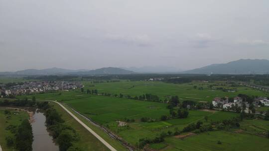 航拍 一望 无际 绿色 田园 农田 水稻 种植