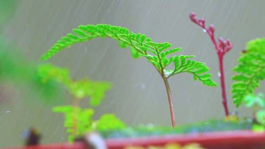 雨中的蕨类植物升格