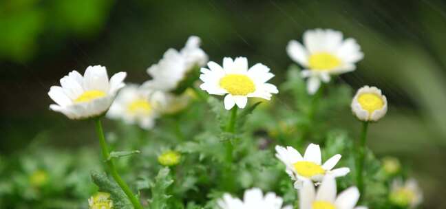 春天 细雨 小菊花 9