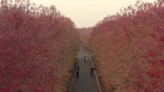 秋日树林红叶航拍
