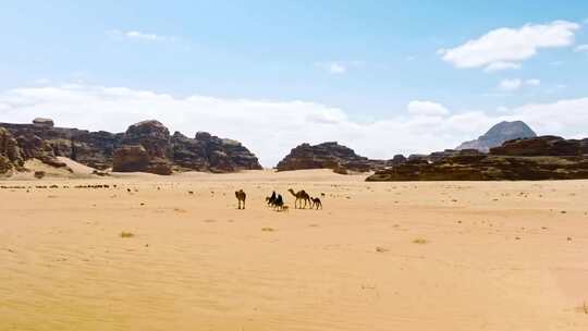新疆沙漠骆驼