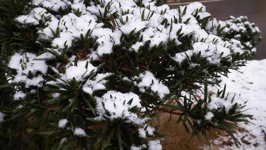 树枝冬天雪景白雪