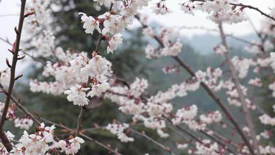 春天阳光下的樱花花朵