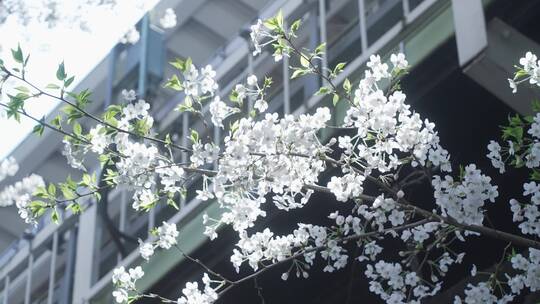 武汉樱花花开花瓣飘落樱花爱情春天