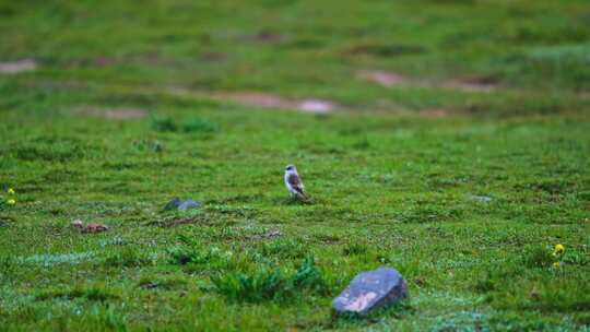 祁连山草原上的小鸟