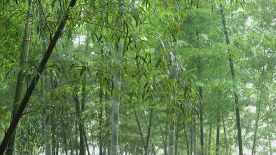下雨天茂密的竹林枝叶繁茂生机勃勃的景象