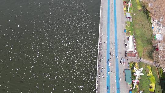 昆明海埂大坝滇池边喂海鸥