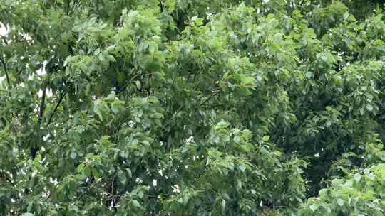 茂密绿树繁茂枝叶