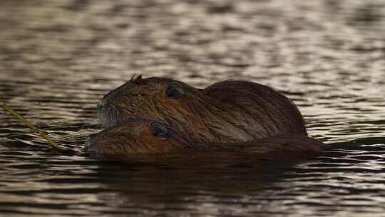 海狸鼠、食草动物、Coypu、啮齿动物