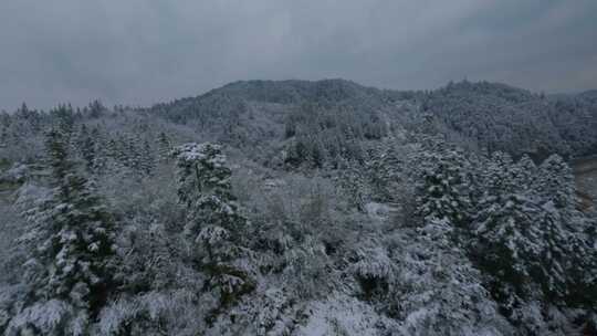 fpv穿越机航拍森林雾凇雪景溪流自然树林