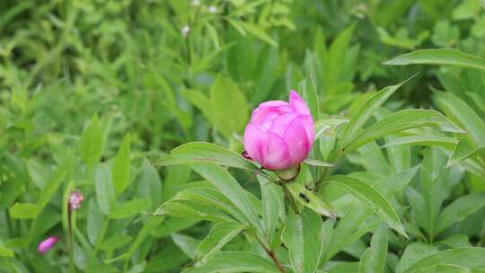 野生药用植物：芍药花视频素材模板下载