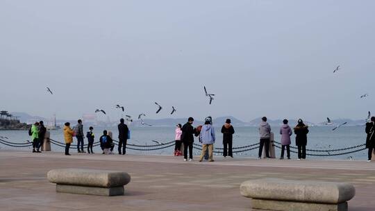 海滨城市岸边观赏海鸥的游人