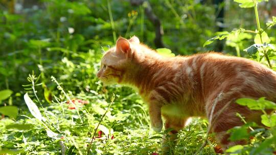 春天草丛里的小橘猫在玩耍4k视频素材