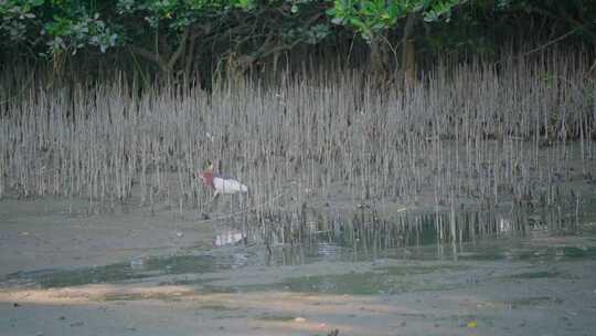 鹳形目野生鸟类动物池鹭，在海滩上散步