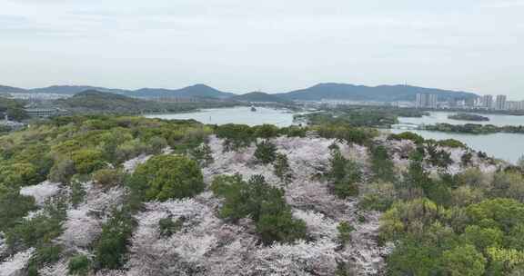 无锡鼋头渚樱花盛开满目樱花