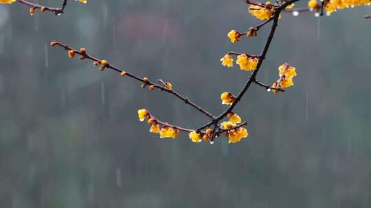 梅花 植物 冬天 自然 花朵 风景