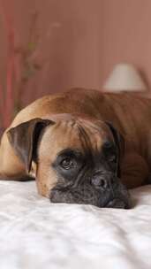 可爱的拳击手狗躺在卧室舒适的床上垂直镜头