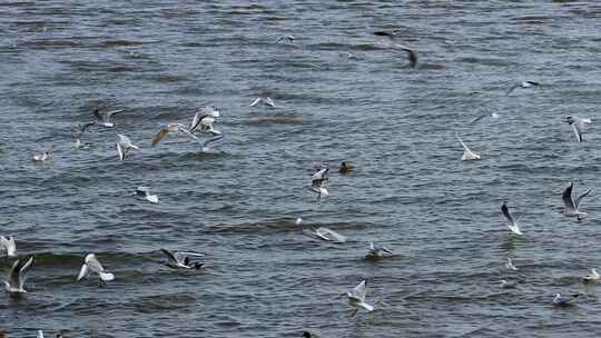 海面上飞翔的海鸥群