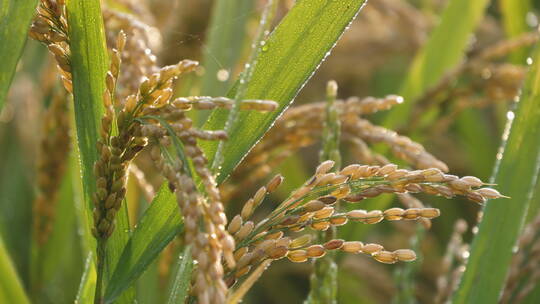 夏日秋后成熟的水稻田水稻视频素材模板下载
