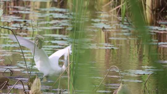 白鹭 大白鹭 湿地 湿地公园视频素材模板下载