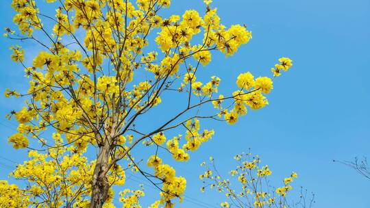 黄花风铃木