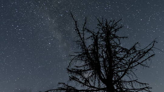 延时黑夜中银河系在树上的剪影