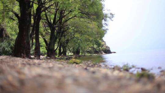 岸边的绿植和流水