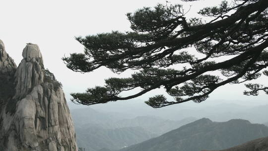 旅游景区 黄山  随风飘动的迎客松