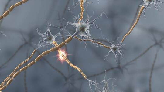 神经细胞神经元神经突神经树突3D三维动画