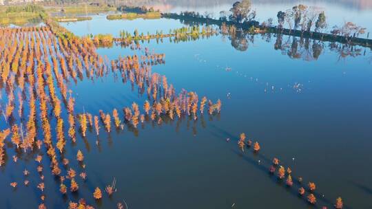 南滇池国家湿地公园秋色航拍视频素材模板下载