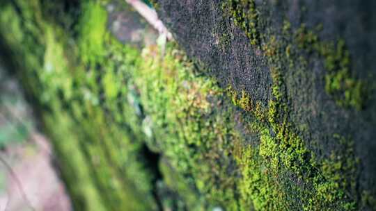 长满青苔的斑驳老砖墙4K