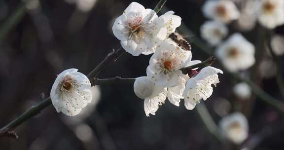 特写白梅花枝