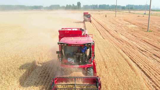 成熟 粮食 粮食安全 耕地 晒麦