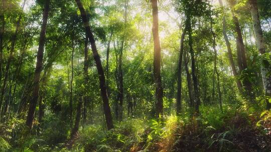 唯美阳光森林