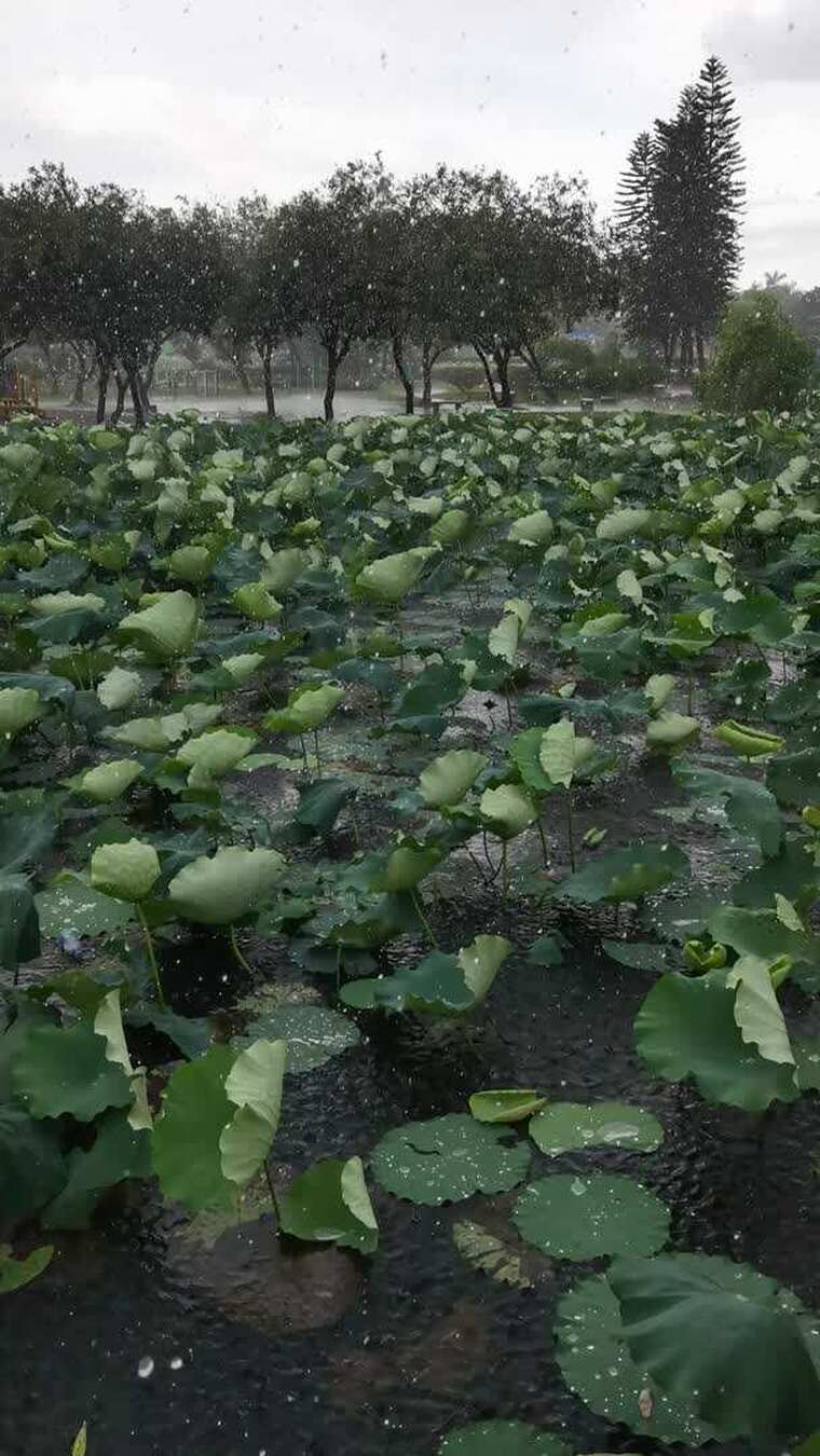 雨中荷塘荷叶景观