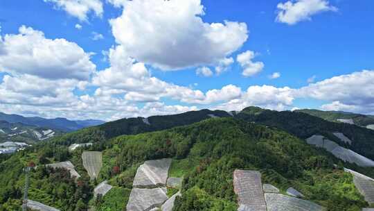 江西赣州赣南寻乌县脐橙种植基地航拍