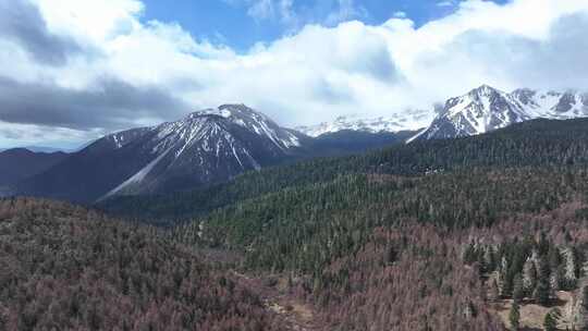 航拍云南香格里拉雪山森林草原 自然风光