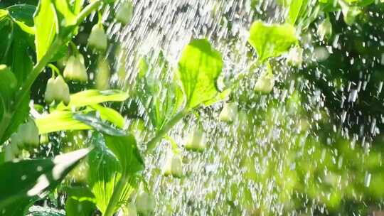 慢镜头给绿植浇水