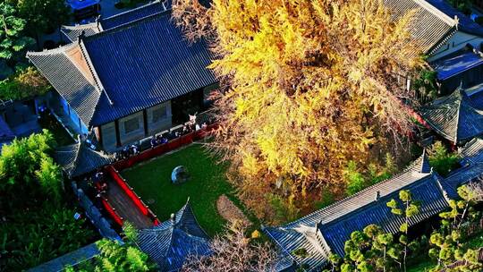 西安古观音禅寺千年银杏树