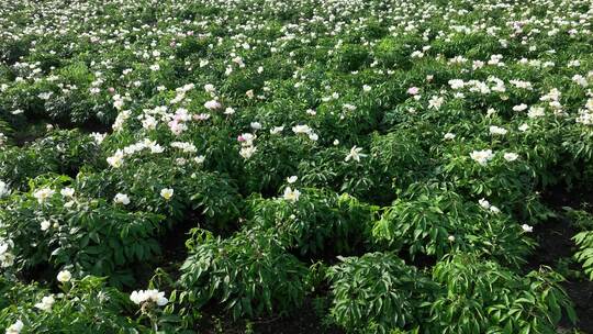 航拍中草药材种植田地