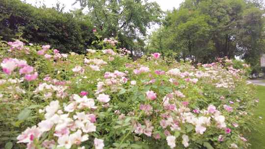 公园花草特写视频素材模板下载