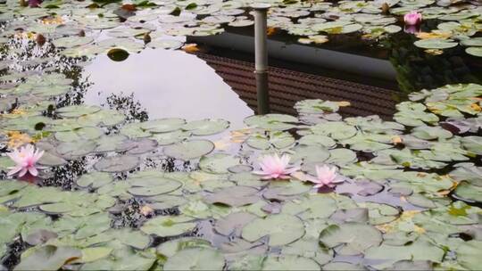 池塘里的睡莲 (2)