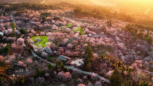 金色夕阳下唯美的梅花园