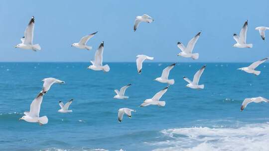 海面上海鸥飞翔景象
