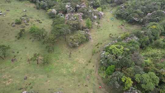 信宜八排顶高山杜鹃花航拍