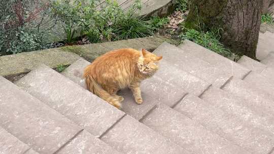缅因猫长毛猫流浪猫楼梯慢动作