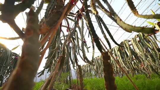 火龙果树 火龙果种植基地