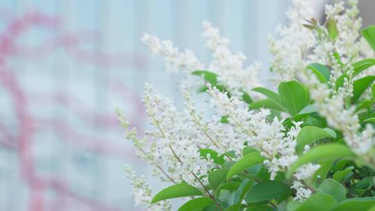 城市景观和花朵