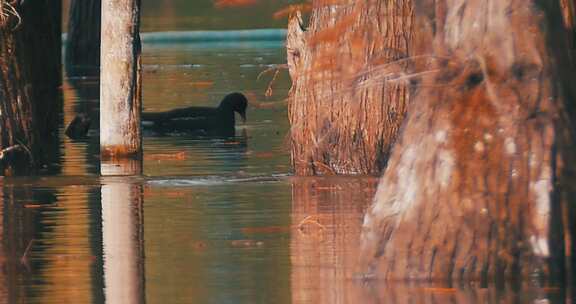 秋天湖水中觅食的鸭子